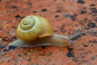 Cepaea hortensis