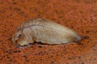 Testacella haliotidea