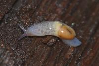 Semilimax pyrenaicus