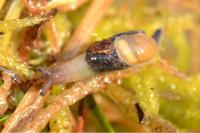 Semilimax pyrenaicus