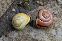 Cepaea nemoralis
