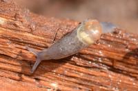 Semilimax pyrenaicus