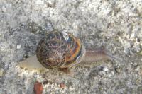 Cornu aspersum