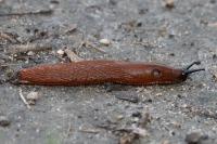 Arion ater rufus
