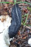 Limax cinereoniger