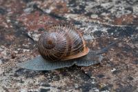 Cornu aspersum