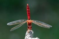 Crocothemis erythraea