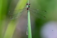 Chalcolestes viridis
