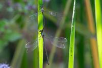 Chalcolestes viridis