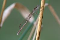Sympecma fusca