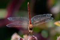 Sympetrum striolatum