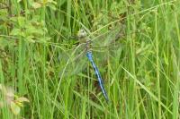 Anax imperator