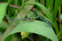 Coenagrion mercuriale