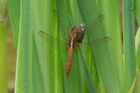 Crocothemis erythraea