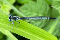 Platycnemis pennipes
