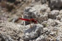 Crocothemis erythraea