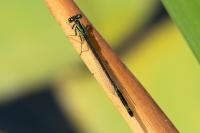 Ischnura elegans