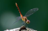 Sympetrum sanguineum