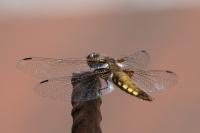 Libellula depressa