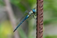 Aeshna affinis