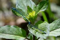 Coenagrion puella