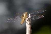 Crocothemis erythraea