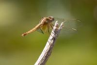 Crocothemis erythraea