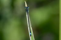 Ischnura elegans