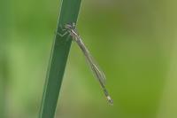 Ischnura elegans