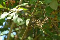 Aeshna cyanea