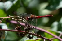 Sympetrum sanguineum