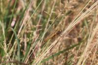 Crocothemis erythraea