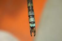 Aeshna cyanea