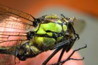 Aeshna cyanea