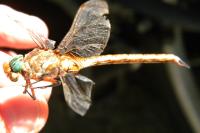Aeshna isoceles