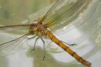 Sympetrum striolatum