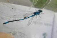 Coenagrion scitulum