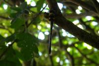 Oxygastra curtisii