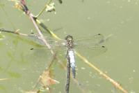 Orthetrum cancellatum