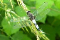 Libellula fulva