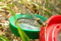 Chalcolestes viridis