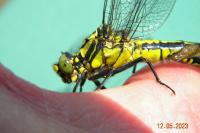 Gomphus vulgatissimus