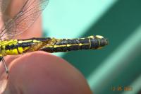 Gomphus vulgatissimus