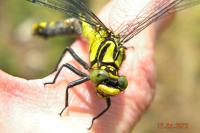 Gomphus vulgatissimus