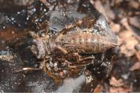 Cordulegaster boltonii