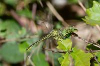 Gomphus pulchellus