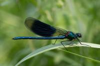 Calopteryx splendens