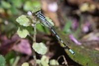 Enallagma cyathigerum
