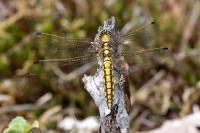 Orthetrum cancellatum