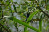 Calopteryx splendens